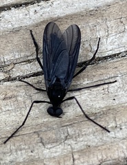 Penthetria heteroptera