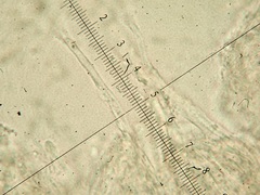 Phlebia nothofagi