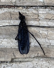 Penthetria heteroptera