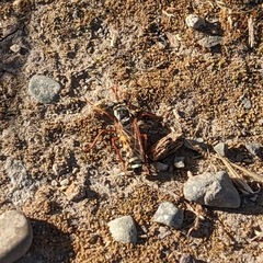 Mitrodetus dentitarsis