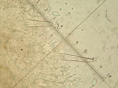 Phlebia nothofagi