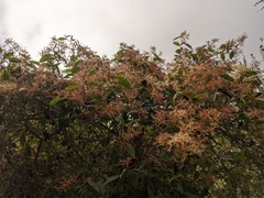 Koenigia polystachya