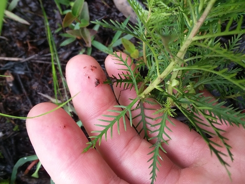 Intermediate mermaidweed (Proserpinaca intermedia)