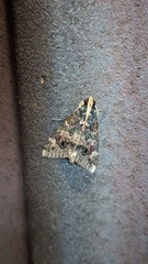 Sphingomorpha chlorea