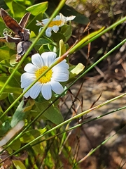 Osmitopsis asteriscoides