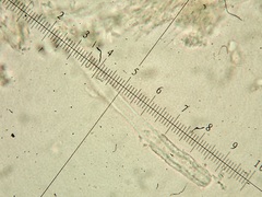 Phlebia nothofagi