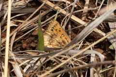 Aloeides molomo molomo