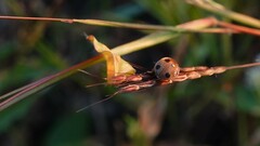 Afidentula bisquadripunctata