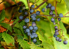 Vitis riparia