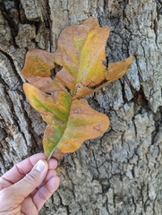 Quercus