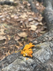 Dacrymyces chrysospermus