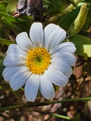 Osmitopsis asteriscoides