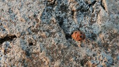 Afidentula bisquadripunctata