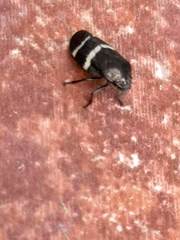 Aeneolamia albofasciata