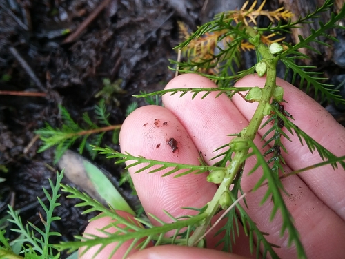 Image of Proserpinaca intermedia by (c) Will McFarland, some rights reserved (CC BY)