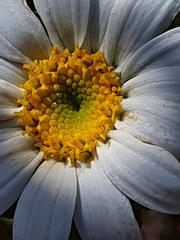 Osmitopsis asteriscoides