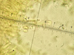 Phlebia nothofagi