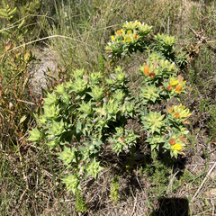 Aspalathus cordata