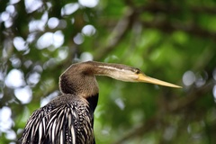 Anhinga melanogaster