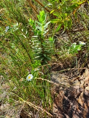 Osmitopsis asteriscoides