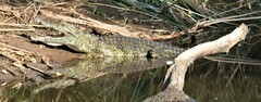 Crocodylus niloticus