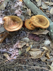 Phaeolus