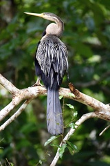 Anhinga melanogaster