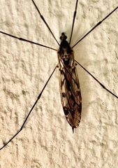 Tipula abdominalis