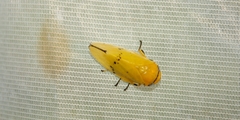 Ptyelus flavescens