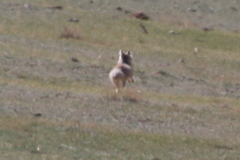 Vulpes corsac