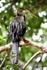 Anhinga melanogaster
