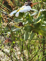 Osmitopsis asteriscoides