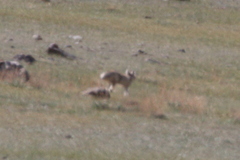 Vulpes corsac