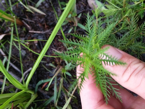 Image of Proserpinaca intermedia by (c) Will McFarland, some rights reserved (CC BY)