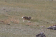 Vulpes corsac
