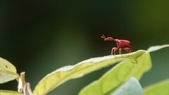Apoderinae