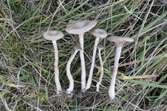Pseudoclitocybe