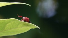 Apoderinae