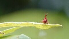Apoderinae