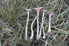 Pseudoclitocybe