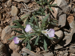 Ajuga iva