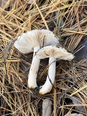 Tricholoma pessundatum