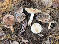 Tricholoma pessundatum