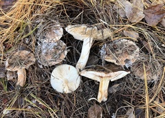 Tricholoma pessundatum