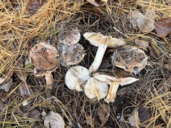 Tricholoma pessundatum