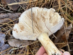 Tricholoma pessundatum