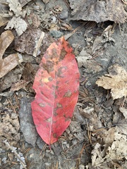 Oxydendrum