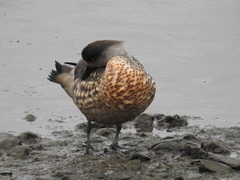 Lophonetta specularioides