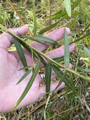 Crotalaria lanceolata
