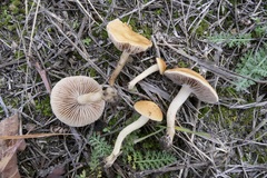 Agrocybe vervacti